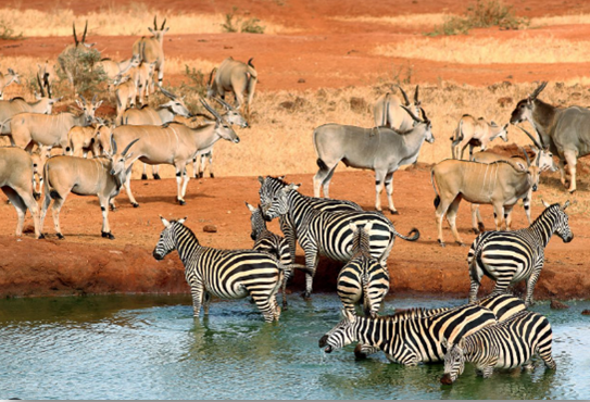 ΚΕΝΥΑ 10ημ ΠΑΣΧΑ (P19)