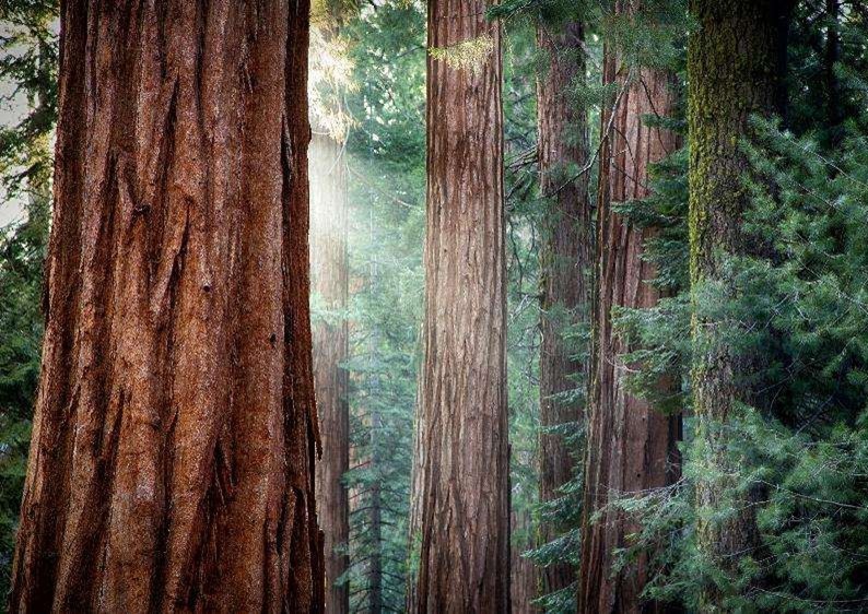 ΤΟ ΑΠΟΛΥΤΟ ROAD TRIP (ΔΥΤΙΚΕΣ ΗΠΑ - PACIFIC COAST) 13ημ ΚΑΛΟΚΑΙΡΙ (P2)