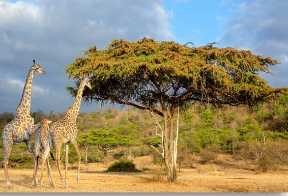 ΤΑΝΖΑΝΙΑ & ΖΑΝΖΙΒΑΡΗ 10ημ ΠΑΣΧΑ (P19)