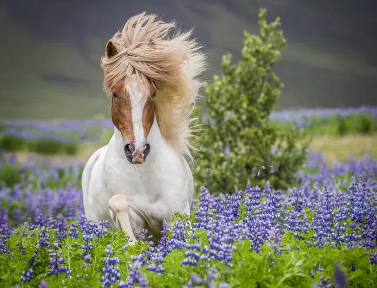ΙΣΛΑΝΔΙΑ 7ημ ΑΓ.ΠΝΕΥΜΑΤΟΣ (P20)