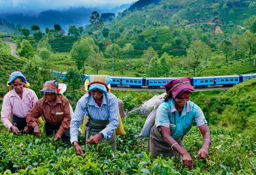 ΣΡΙ ΛΑΝΚΑ 10,11ημ ΙΟΥΛΙΟΣ - ΝΟΕΜΒΡΙΟΣ (P2)