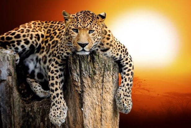 ΤΑΝΖΑΝΙΑ - ΖΑΝΖΙΒΑΡΗ 10ημ ΚΑΛΟΚΑΙΡΙ (P2)