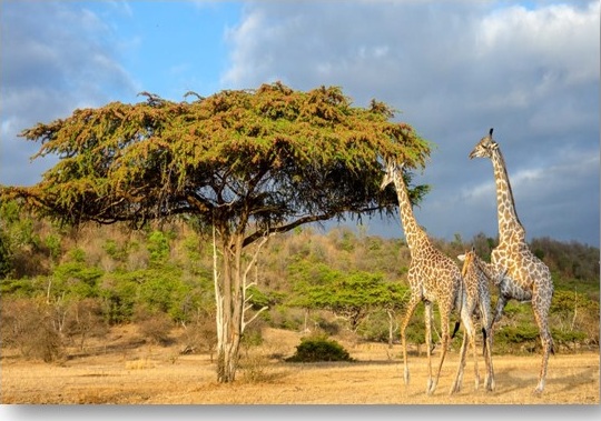 ΤΑΝΖΑΝΙΑ & ΖΑΝΖΙΒΑΡΗ 8ημ ΜΑΪΟΣ - ΟΚΤΩΡΙΟΣ (P19)