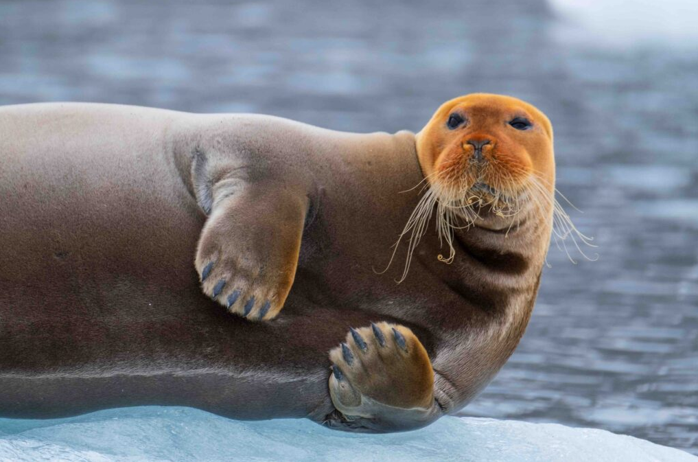 ΝΗΣΙΑ SVALBARD 9ημ ΑΥΓΟΥΣΤΟΣ